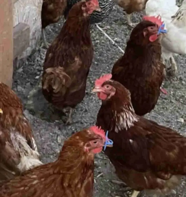 Chicken (for meat)