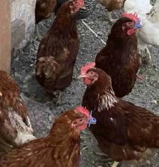 Chicken (for meat)