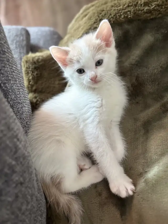 Chaton à vendre de 2 mois, mâle. Très affectuex!