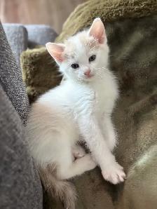 Chaton à vendre de 2 mois, mâle. Très affectuex!