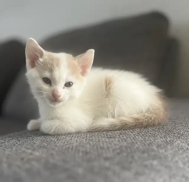 Chaton à vendre de 2 mois, mâle. Très affectuex! - Photo 2