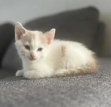 Chaton à vendre de 2 mois, mâle. Très affectuex! - Photo 2
