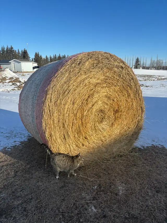 Grass Hay Bales sold UNRESERVED ONLINE Closing April 30 - Photo 10