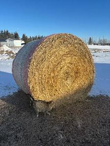 Grass Hay Bales sold UNRESERVED ONLINE Closing April 30 - Photo 10
