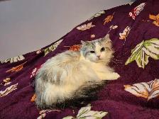 Beautiful Seal Lynx Bicolour Ragdoll Female