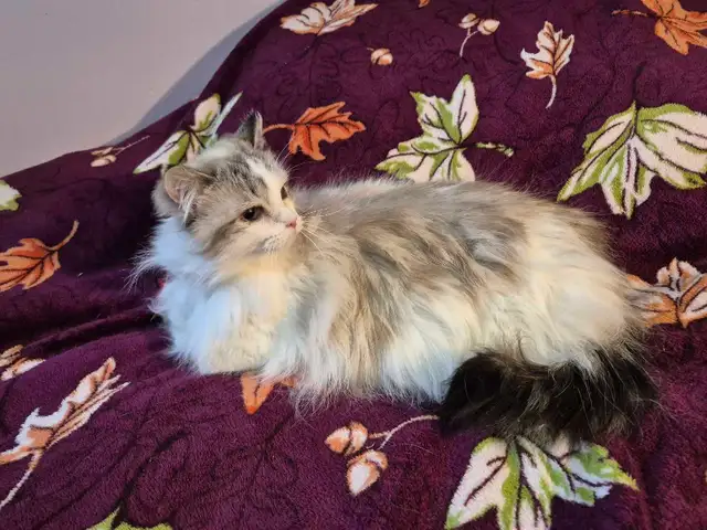 Beautiful Seal Lynx Bicolour Ragdoll Female - Photo 2