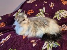Beautiful Seal Lynx Bicolour Ragdoll Female - Photo 2