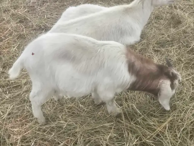 Boer Goats - Photo 2