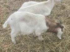 Boer Goats - Photo 2