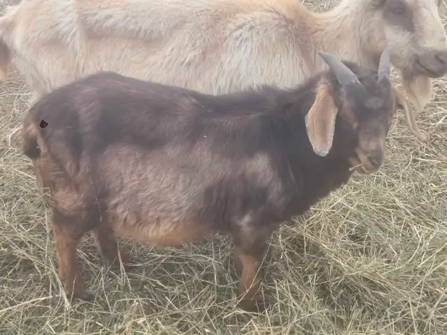 Boer Goats - Photo 3