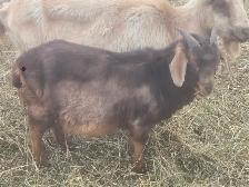 Boer Goats - Photo 3