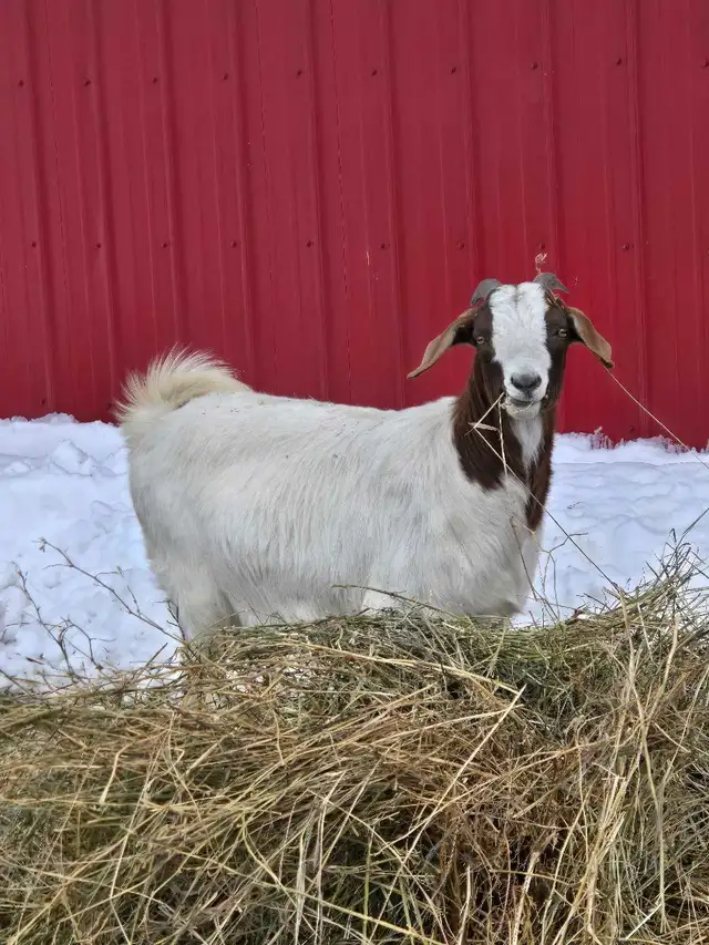 Boer Goats - Photo 4