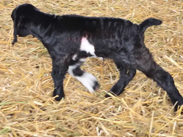 Boer Goats - Photo 5