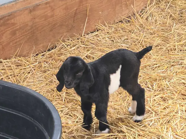 Boer Goats - Photo 6