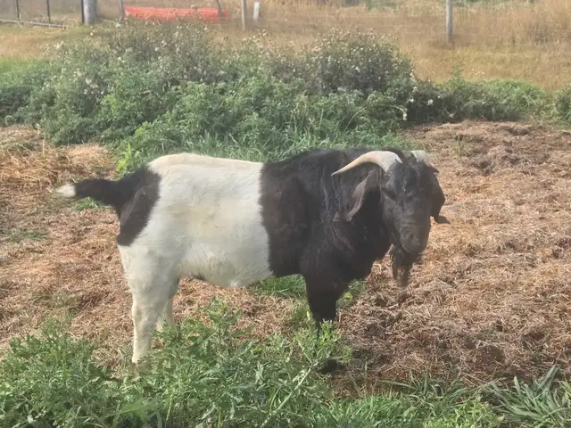 Boer Goats - Photo 7