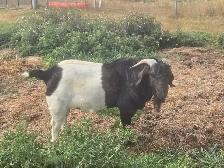 Boer Goats - Photo 7