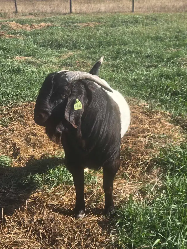 Boer Goats - Photo 8