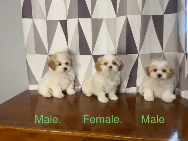 Teddy Bear Shichon Puppies! Shih-Tzu x Bichon Frise ❤️