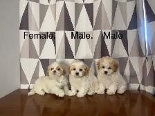 Teddy Bear Shichon Puppies! Shih-Tzu x Bichon Frise ❤️ - Photo 2