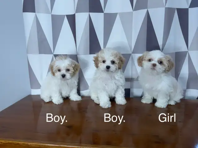 Teddy Bear Shichon Puppies! Shih-Tzu x Bichon Frise ❤️ - Photo 4