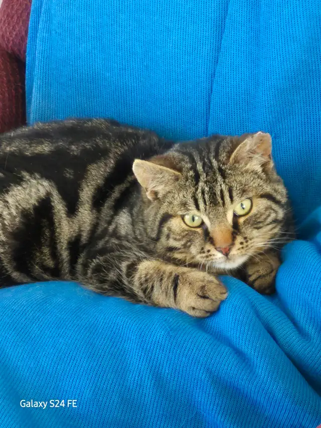 Jeune chat à adopter
