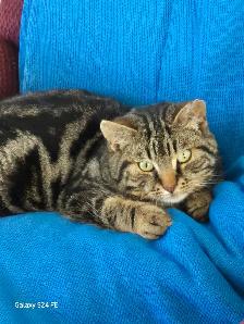 Jeune chat à adopter