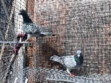 Good Quality Racers Pigeons