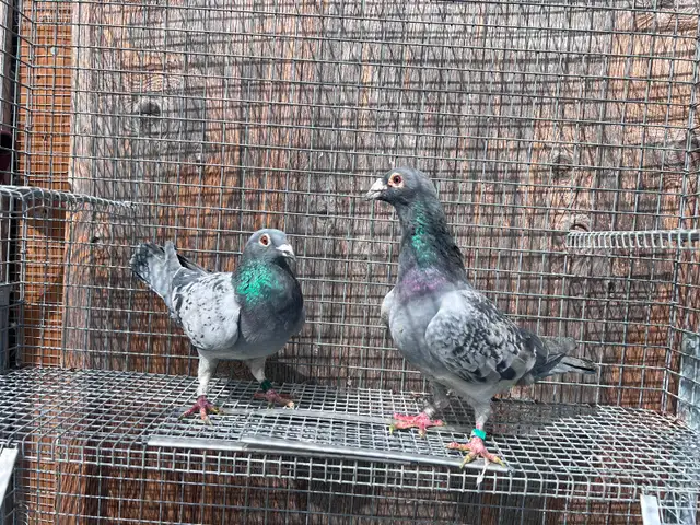 Good Quality Racers Pigeons - Photo 2