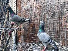 Good Quality Racers Pigeons - Photo 3