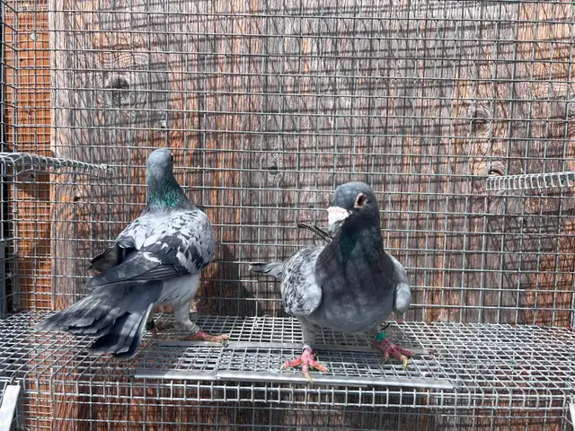 Good Quality Racers Pigeons - Photo 4