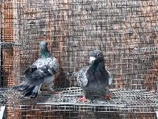 Good Quality Racers Pigeons - Photo 4