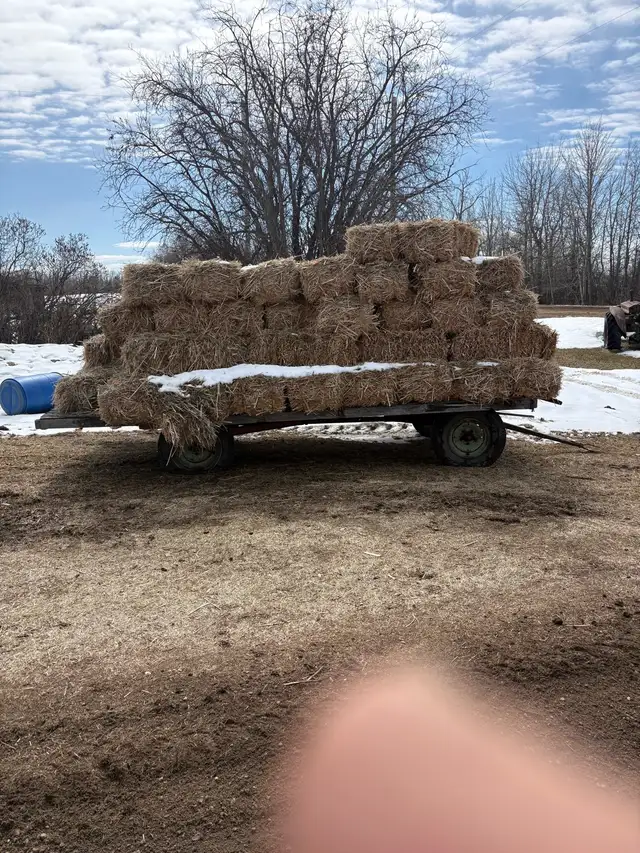Small Square Canola Straw Bales