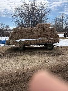 Small Square Canola Straw Bales