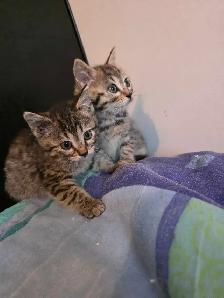 Magnifiques Chatons Bengals X à vendre !