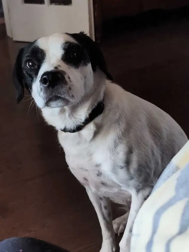 Dog Walker in Newmarket