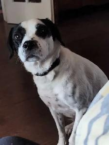 Dog Walker in Newmarket