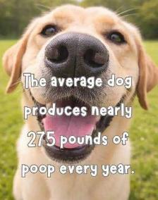 THEY POOP  WE SCOOP ! - Photo 2
