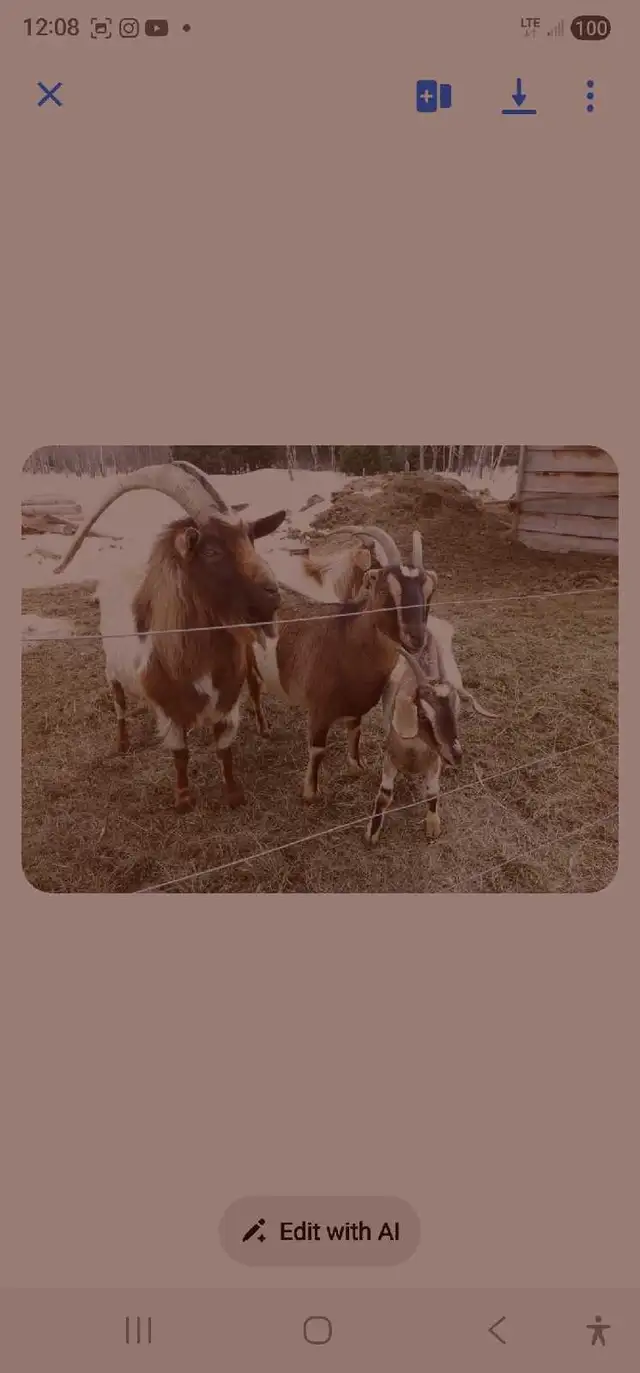 Goats for rehoming - Photo 2