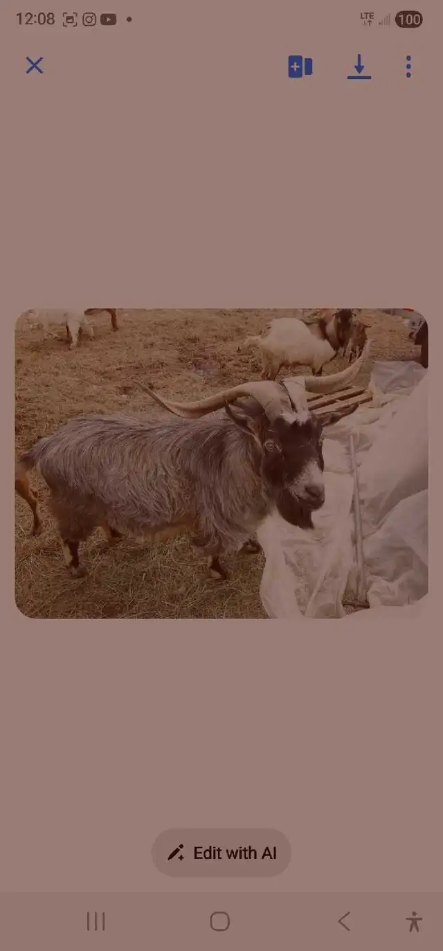 Goats for rehoming - Photo 3