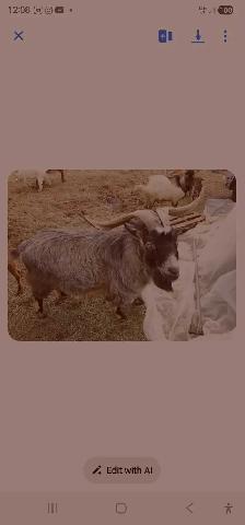 Goats for rehoming - Photo 3