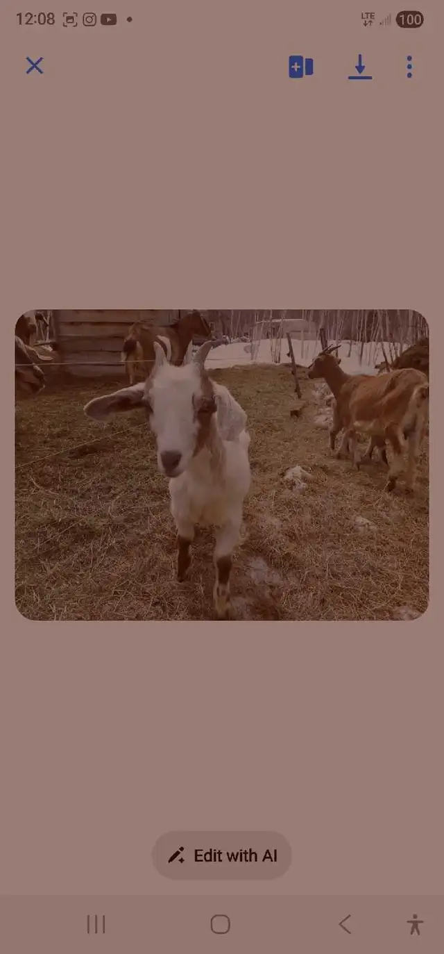 Goats for rehoming - Photo 4