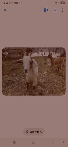 Goats for rehoming - Photo 4