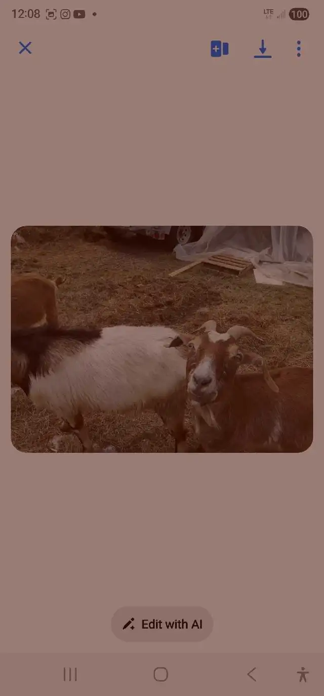 Goats for rehoming - Photo 5