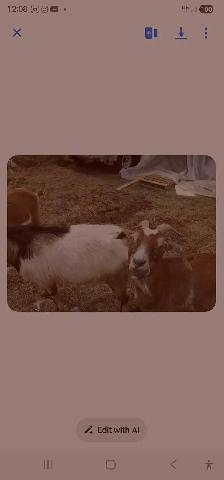 Goats for rehoming - Photo 5