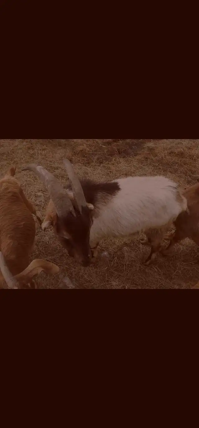Goats for rehoming - Photo 6