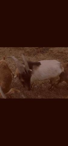 Goats for rehoming - Photo 6