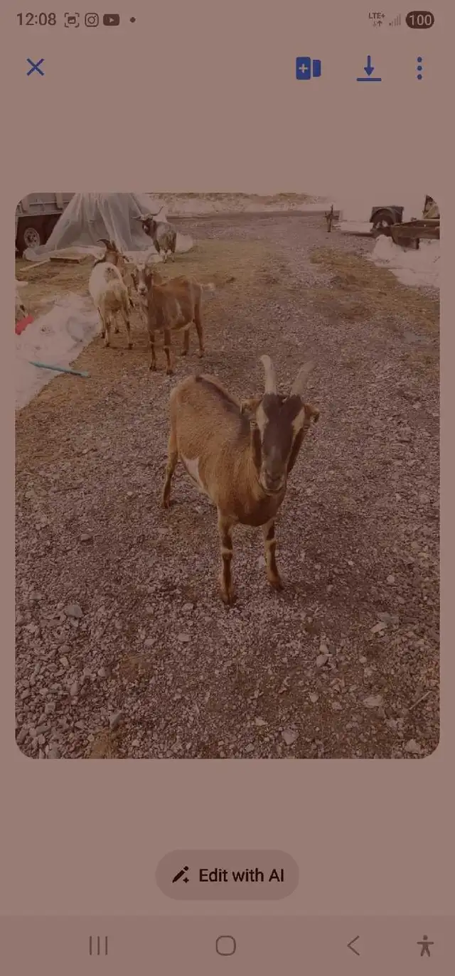 Goats for rehoming - Photo 7