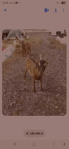 Goats for rehoming - Photo 7