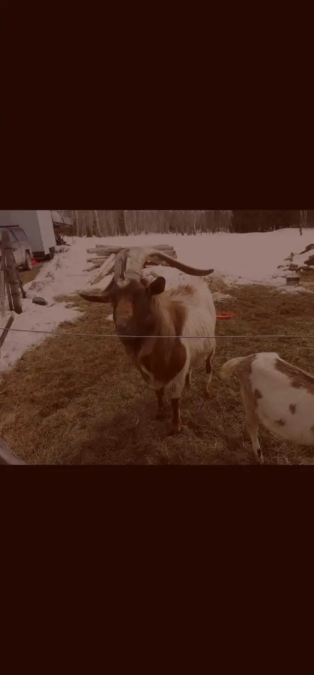 Goats for rehoming - Photo 8