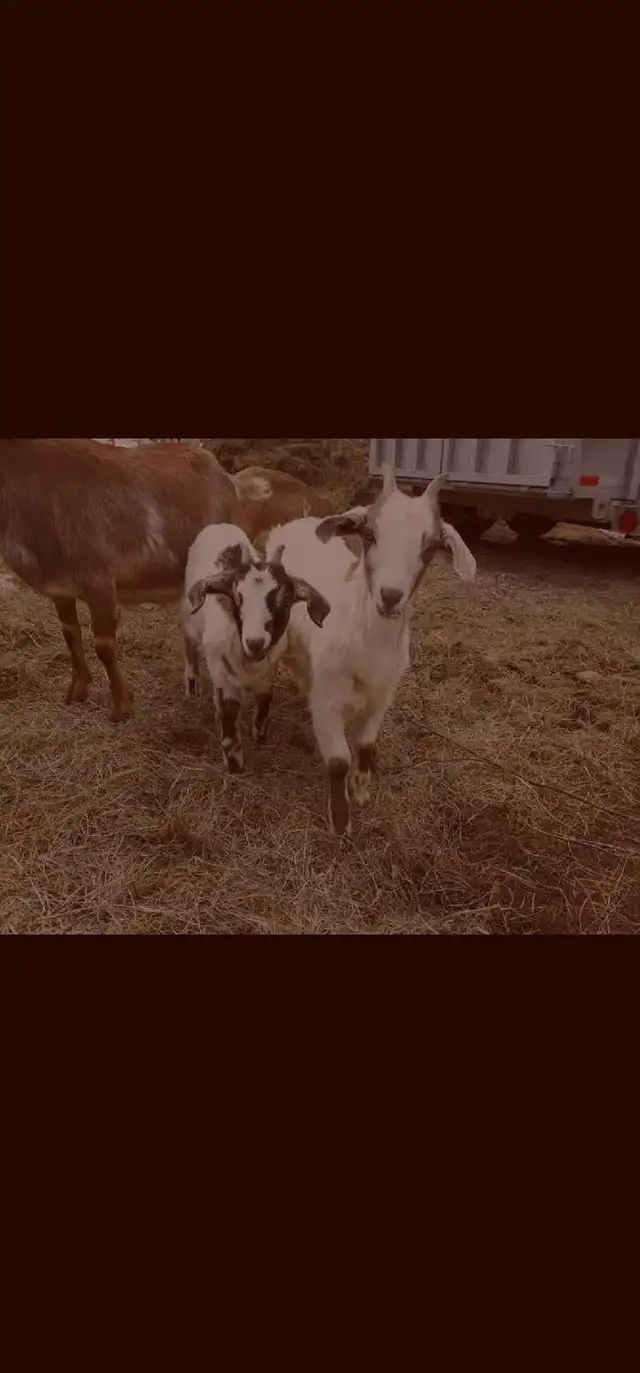 Goats for rehoming - Photo 9